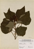 藏品(野桐)的圖片